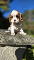Hannah, a female Cavalier King Charles Spaniel for sale in Paradise, PA – 9 of 10