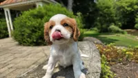 Joy, a female Cavalier King Charles Spaniel for sale in Paradise, PA – 6 of 10