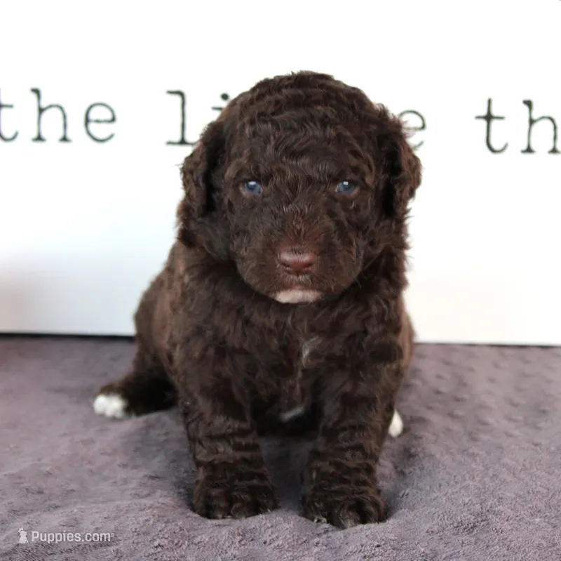 Forest – Portuguese Water Dog puppy for sale in Paradise, PA