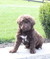 Forest, a male Portuguese Water Dog for sale in Paradise, PA – 1 of 6