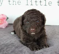Forest, a male Portuguese Water Dog for sale in Paradise, PA – Photo 3 of 3
