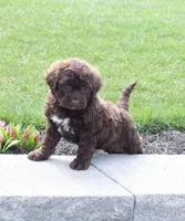 Forest, a male Portuguese Water Dog for sale in Paradise, PA – 5 of 6