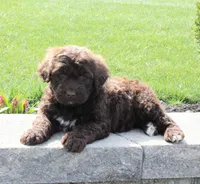 Forest, a male Portuguese Water Dog for sale in Paradise, PA – 6 of 6