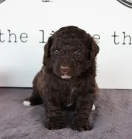 Forest, a male Portuguese Water Dog for sale in Paradise, PA – Photo 2 of 3