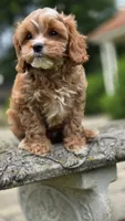 Ian, a male Cavapoo for sale in Paradise, PA – 9 of 10