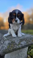 Vivian, a female Cavalier King Charles Spaniel for sale in Paradise, PA – Photo 6 of 9