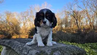 Vivian, a female Cavalier King Charles Spaniel for sale in Paradise, PA – Photo 5 of 9