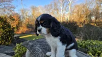 Vivian, a female Cavalier King Charles Spaniel for sale in Paradise, PA – Photo 1 of 9