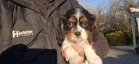 Vivian, a female Cavalier King Charles Spaniel for sale in Paradise, PA – Photo 4 of 9
