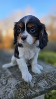 Vivian, a female Cavalier King Charles Spaniel for sale in Paradise, PA – Photo 9 of 9