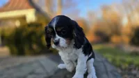 Vivian, a female Cavalier King Charles Spaniel for sale in Paradise, PA – Photo 8 of 9
