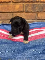 Stewie, a male Portuguese Water Dog for sale in Paradise, PA – 4 of 8