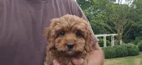Iyla, a female Cavapoo for sale in Paradise, PA – 2 of 10