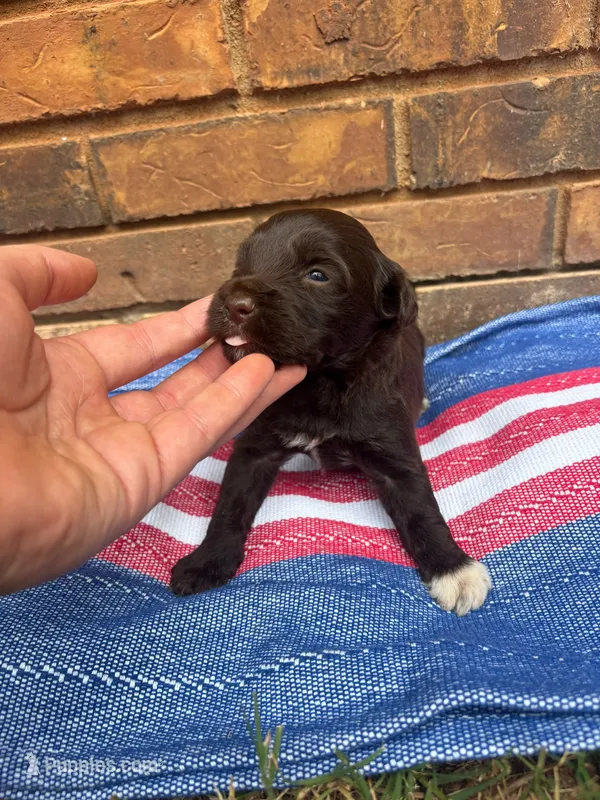 Benji – Portuguese Water Dog puppy for sale in Paradise, PA