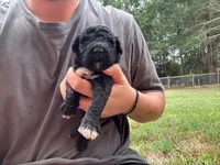 Stewie, a male Portuguese Water Dog for sale in Paradise, PA – 2 of 8