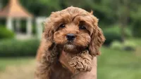 Iyla, a female Cavapoo for sale in Paradise, PA – 9 of 10