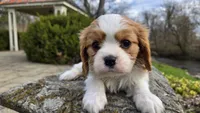 Zack, a male Cavalier King Charles Spaniel for sale in Paradise, PA – Photo 5 of 10