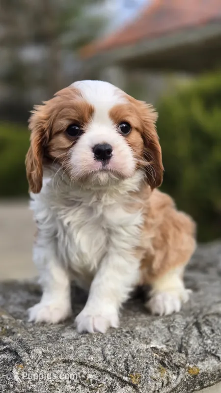 Zack – Cavalier King Charles Spaniel puppy for sale in Paradise, PA