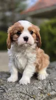 Zack, a male Cavalier King Charles Spaniel for sale in Paradise, PA – Photo 1 of 10