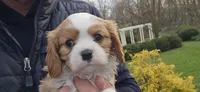 Zack, a male Cavalier King Charles Spaniel for sale in Paradise, PA – Photo 2 of 10