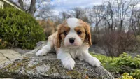 Zack, a male Cavalier King Charles Spaniel for sale in Paradise, PA – Photo 4 of 10