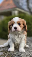 Zack, a male Cavalier King Charles Spaniel for sale in Paradise, PA – Photo 9 of 10
