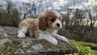 Zack, a male Cavalier King Charles Spaniel for sale in Paradise, PA – Photo 6 of 10