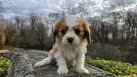 Zack, a male Cavalier King Charles Spaniel for sale in Paradise, PA – Photo 3 of 10