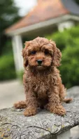 Iyla, a female Cavapoo for sale in Paradise, PA – 1 of 10