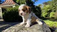 Harvey, a male Cavalier King Charles Spaniel for sale in Paradise, PA – 5 of 10