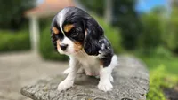 Fern, a female Cavalier King Charles Spaniel for sale in Paradise, PA – 9 of 10
