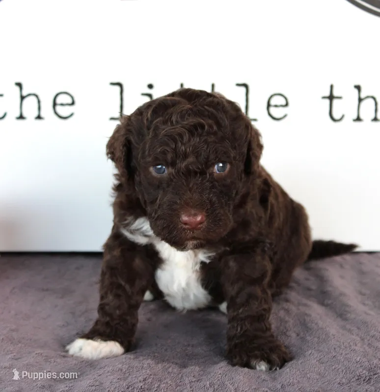 Fritz – Portuguese Water Dog puppy for sale in Paradise, PA