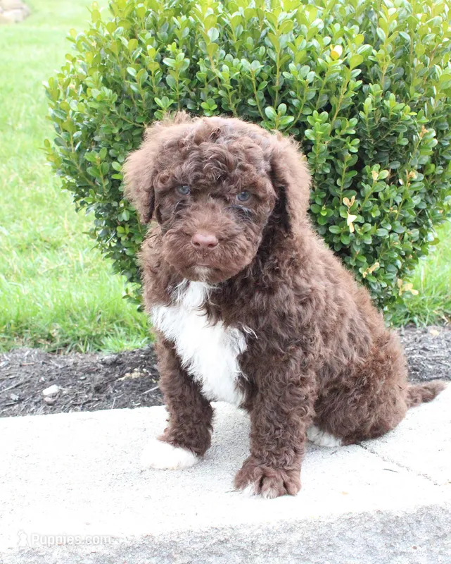 Fritz – Portuguese Water Dog puppy for sale in Paradise, PA
