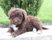 Fritz, a male Portuguese Water Dog for sale in Paradise, PA – 6 of 6