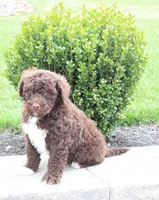 Fritz, a male Portuguese Water Dog for sale in Paradise, PA – 5 of 6
