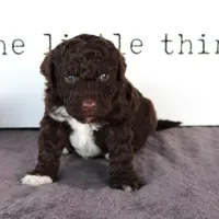 Fritz, a male Portuguese Water Dog for sale in Paradise, PA – Photo 2 of 3