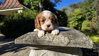 Hope , a female Cavalier King Charles Spaniel for sale in Paradise, PA – 8 of 10