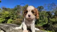 Hannah, a female Cavalier King Charles Spaniel for sale in Paradise, PA – 6 of 10