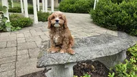 Ian, a male Cavapoo for sale in Paradise, PA – 2 of 10