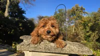 Johan, a male Cavapoo for sale in Paradise, PA – 5 of 10