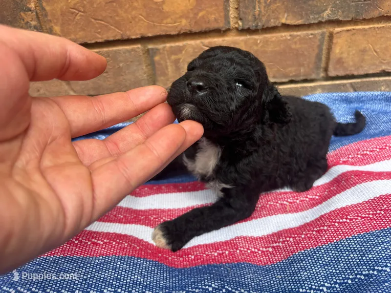 Ollie – Portuguese Water Dog puppy for sale in Paradise, PA