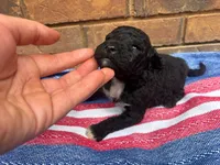 Ollie, a male Portuguese Water Dog for sale in Paradise, PA – 1 of 10