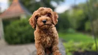 Tony, a male Cavapoo for sale in Paradise, PA – 6 of 10