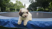 Kash, a male Portuguese Water Dog for sale in Paradise, PA – 4 of 10
