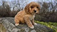 Wyatt, a male Cavapoo for sale in Paradise, PA – Photo 3 of 9