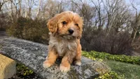 Wyatt, a male Cavapoo for sale in Paradise, PA – Photo 4 of 9