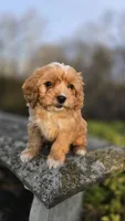 Wyatt, a male Cavapoo for sale in Paradise, PA – Photo 1 of 9