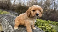 Wyatt, a male Cavapoo for sale in Paradise, PA – Photo 2 of 9