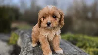 Wyatt, a male Cavapoo for sale in Paradise, PA – Photo 9 of 9