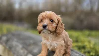Wyatt, a male Cavapoo for sale in Paradise, PA – Photo 7 of 9